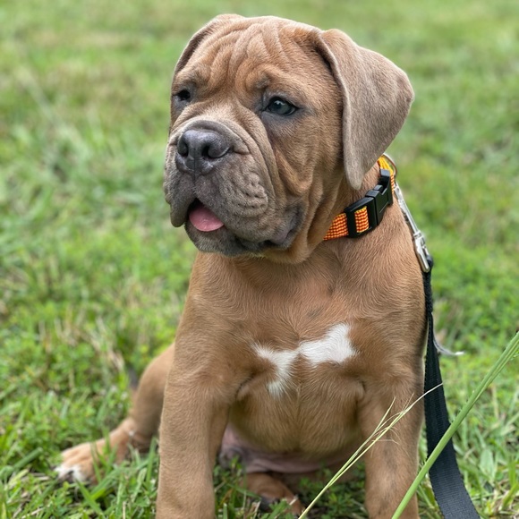 Meet your Posher, Rhiannon - Picture 3 of 4